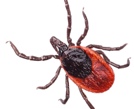Protect yourself and your family from ticks