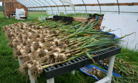 Great Garlic Gathering in Falmouth